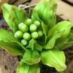 クレイアートマリコさんの本物のような野草。