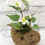 クレイアートマリコさんの芸術的な。。。